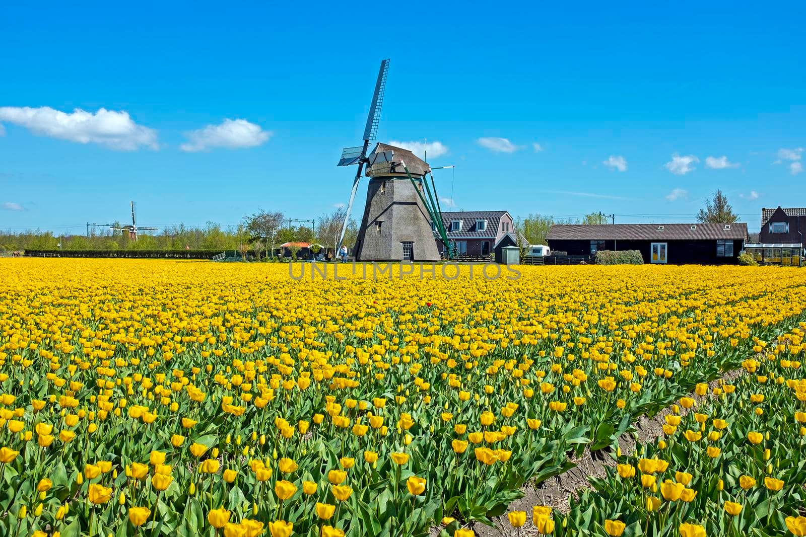 Blossoming tulips and windmills in the countryside from the Netherlands