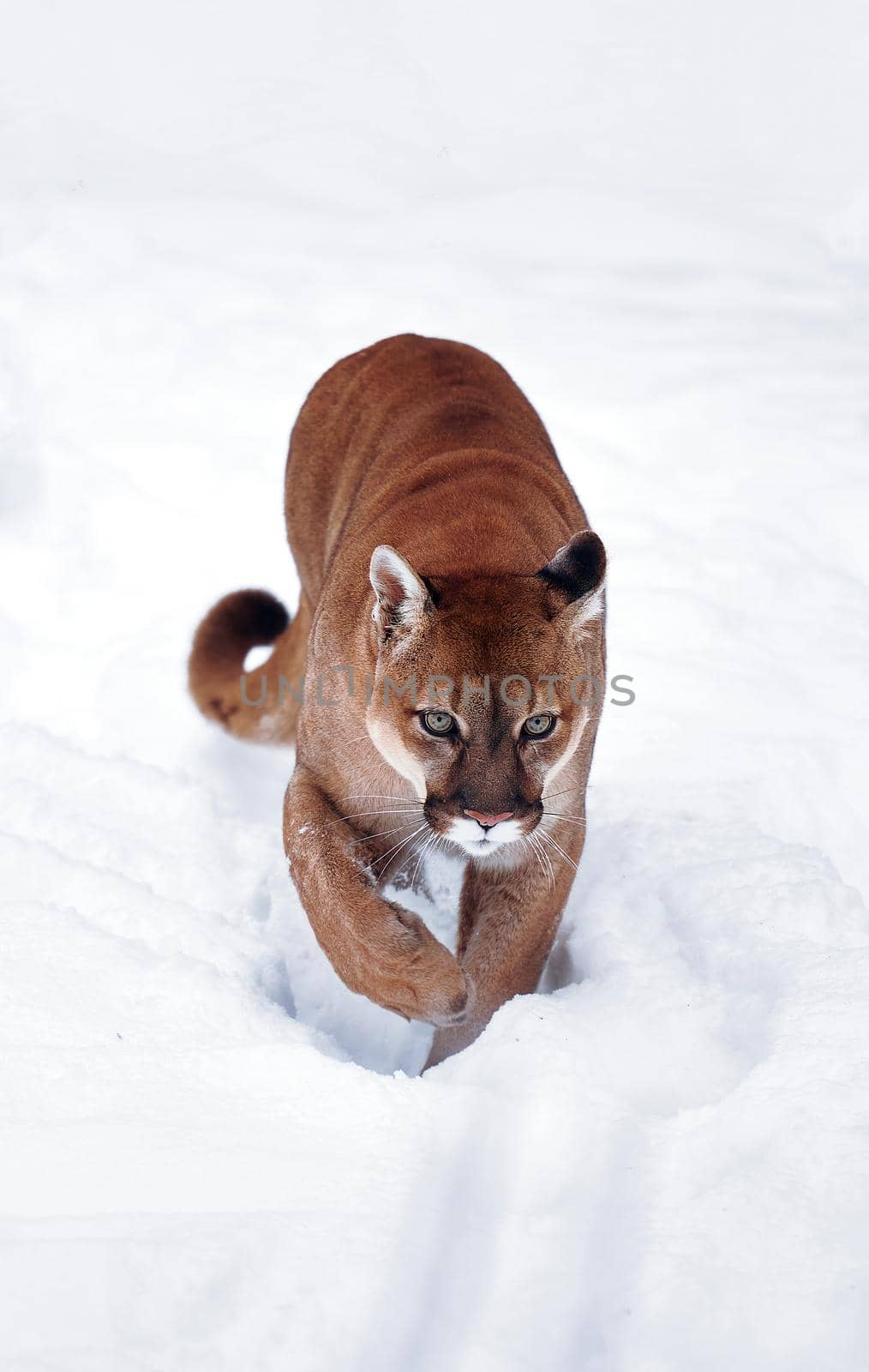 Puma in the winter woods, Mountain Lion look. Mountain lion hunts in a snowy forest. Wild cat on snow. Eyes of a predator stalking prey. Portrait of a big cat by EvgeniyQW