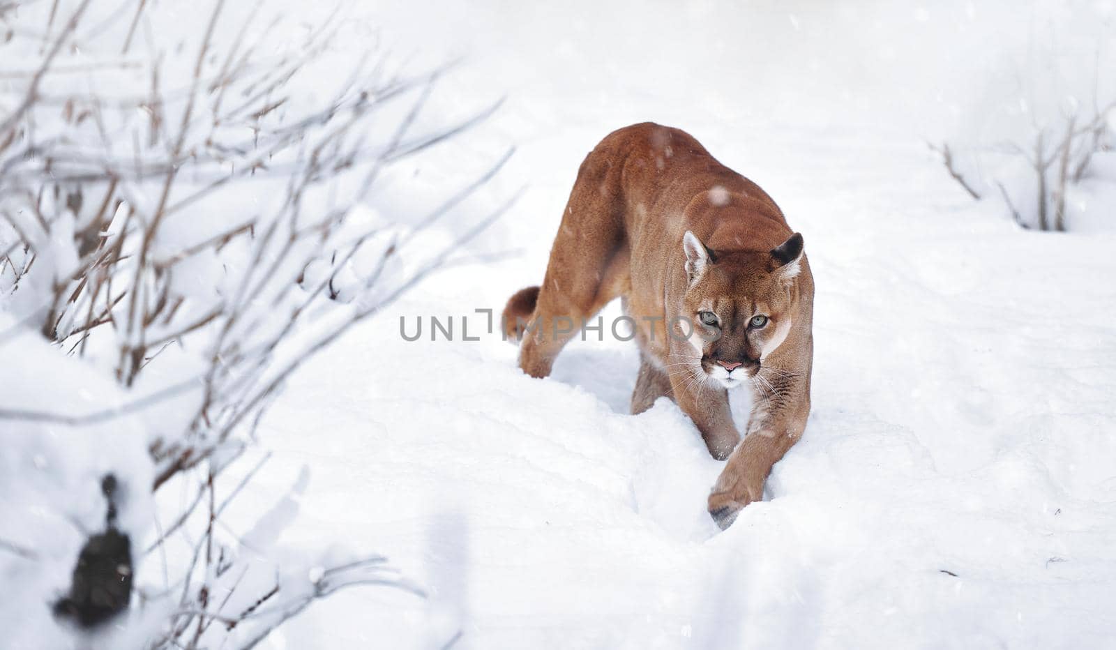 Puma in the winter woods, Mountain Lion look. Mountain lion hunts in a snowy forest. Wild cat on snow. Eyes of a predator stalking prey. Portrait of a big cat.