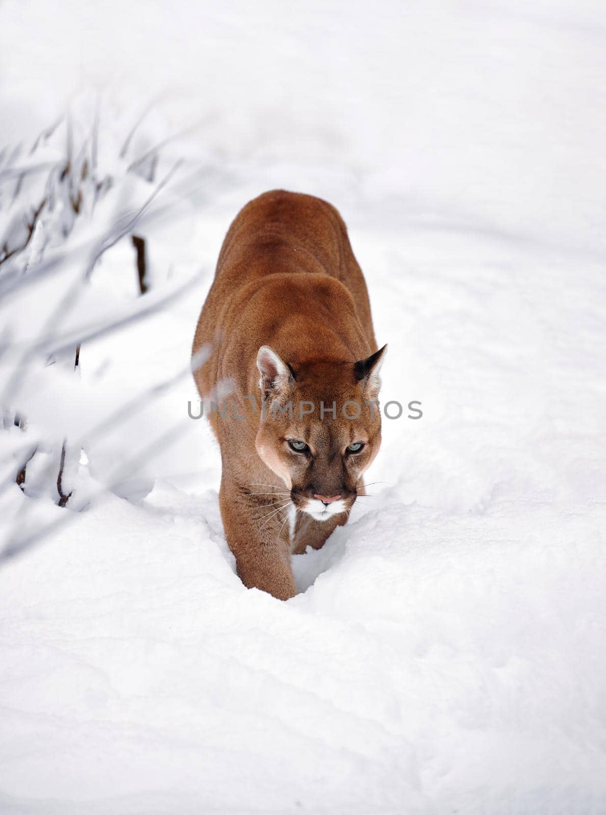 Puma in the winter woods, Mountain Lion look. Mountain lion hunts in a snowy forest. Wild cat on snow. Eyes of a predator stalking prey. Portrait of a big cat.