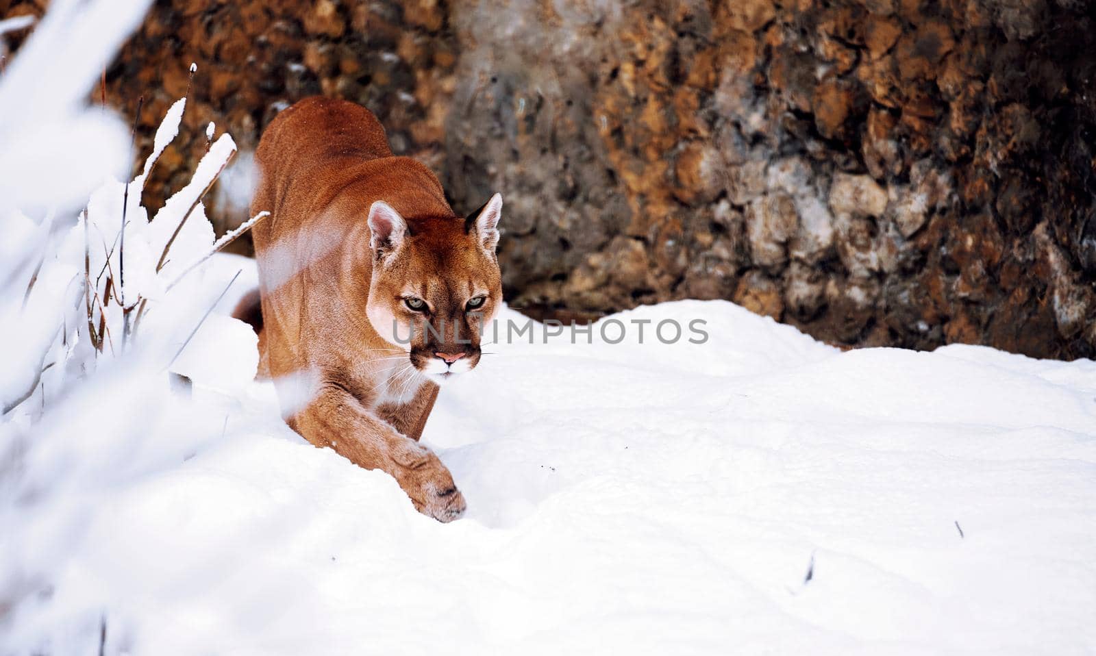 Puma in the winter woods, Mountain Lion look. Mountain lion hunts in a snowy forest. Wild cat on snow. Eyes of a predator stalking prey. Portrait of a big cat.