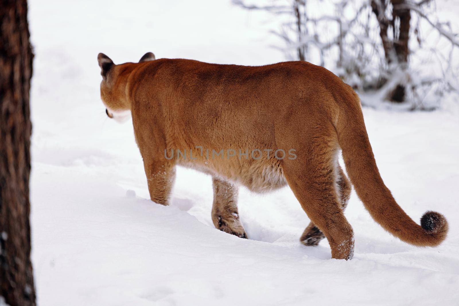 Puma in the winter woods, Mountain Lion look. Mountain lion hunts in a snowy forest. Wild cat on snow. Eyes of a predator stalking prey. Portrait of a big cat by EvgeniyQW