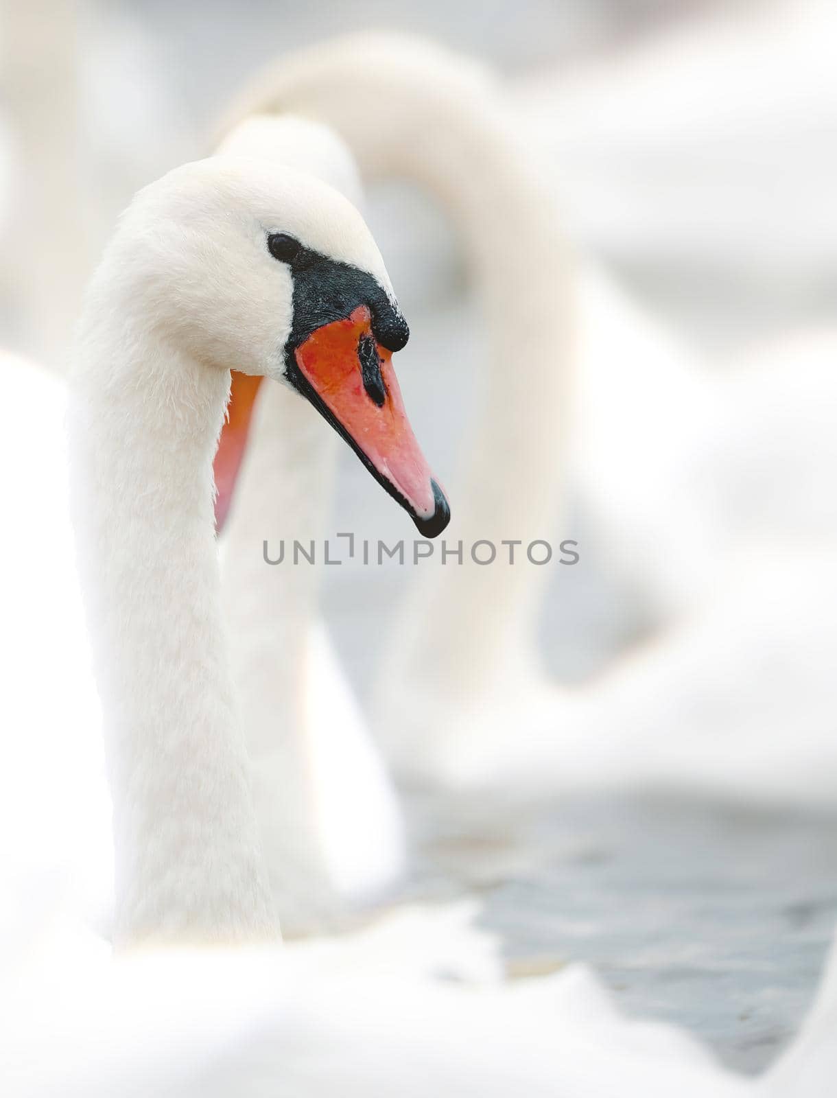 Portrait of beautiful Swan - Cygnus olor. Swans gather for wintering on the pond.