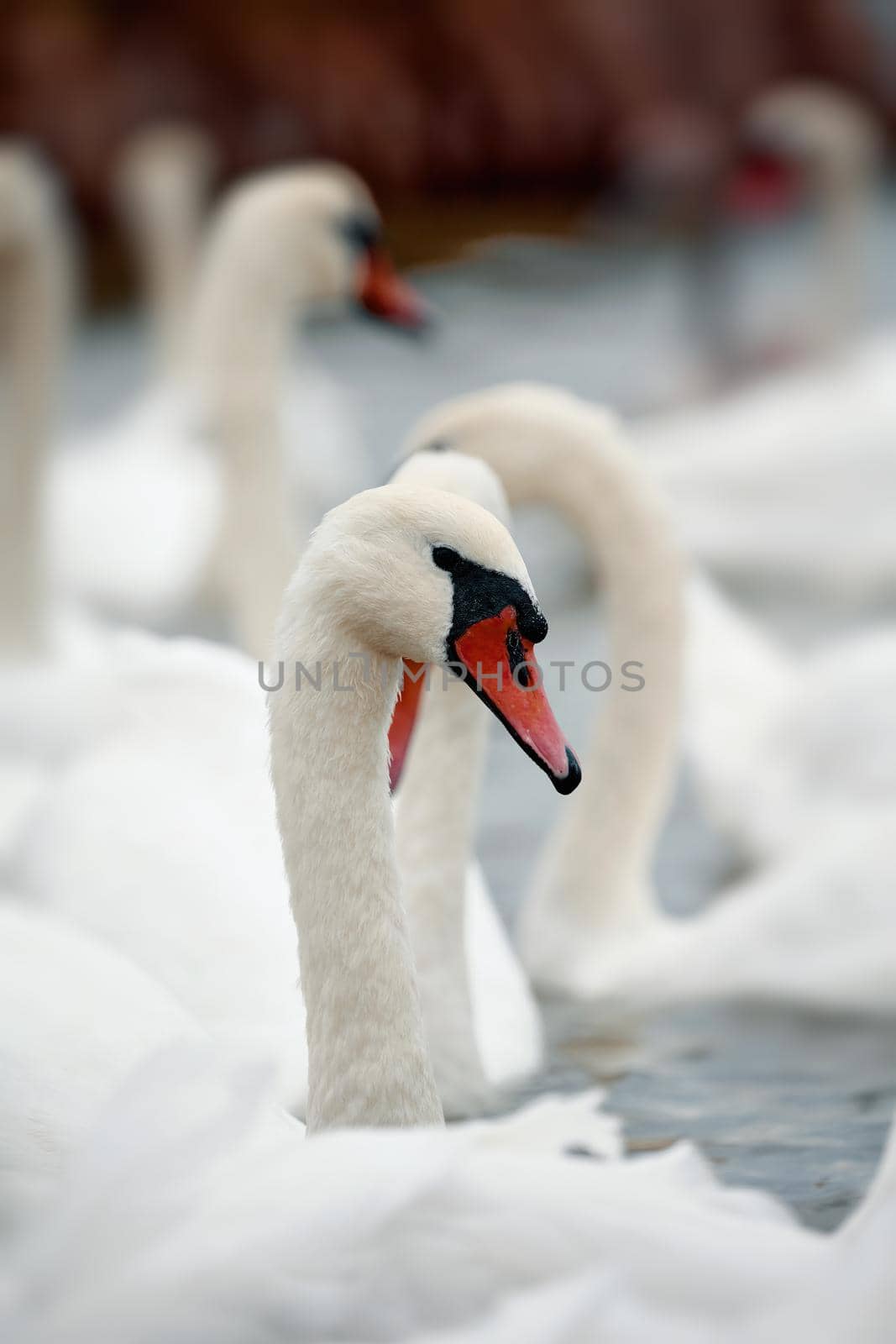 Portrait of beautiful Swan - Cygnus olor. Swans gather for wintering on the pond.