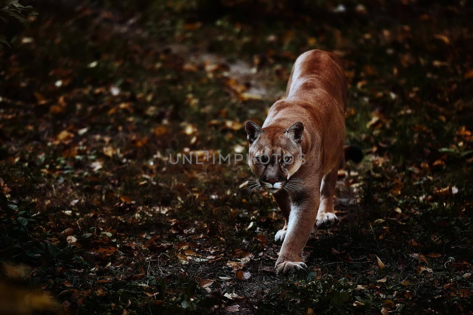 Portrait of Beautiful Puma in autumn forest. American cougar - mountain lion, striking pose, scene in the woods. Wildlife America.