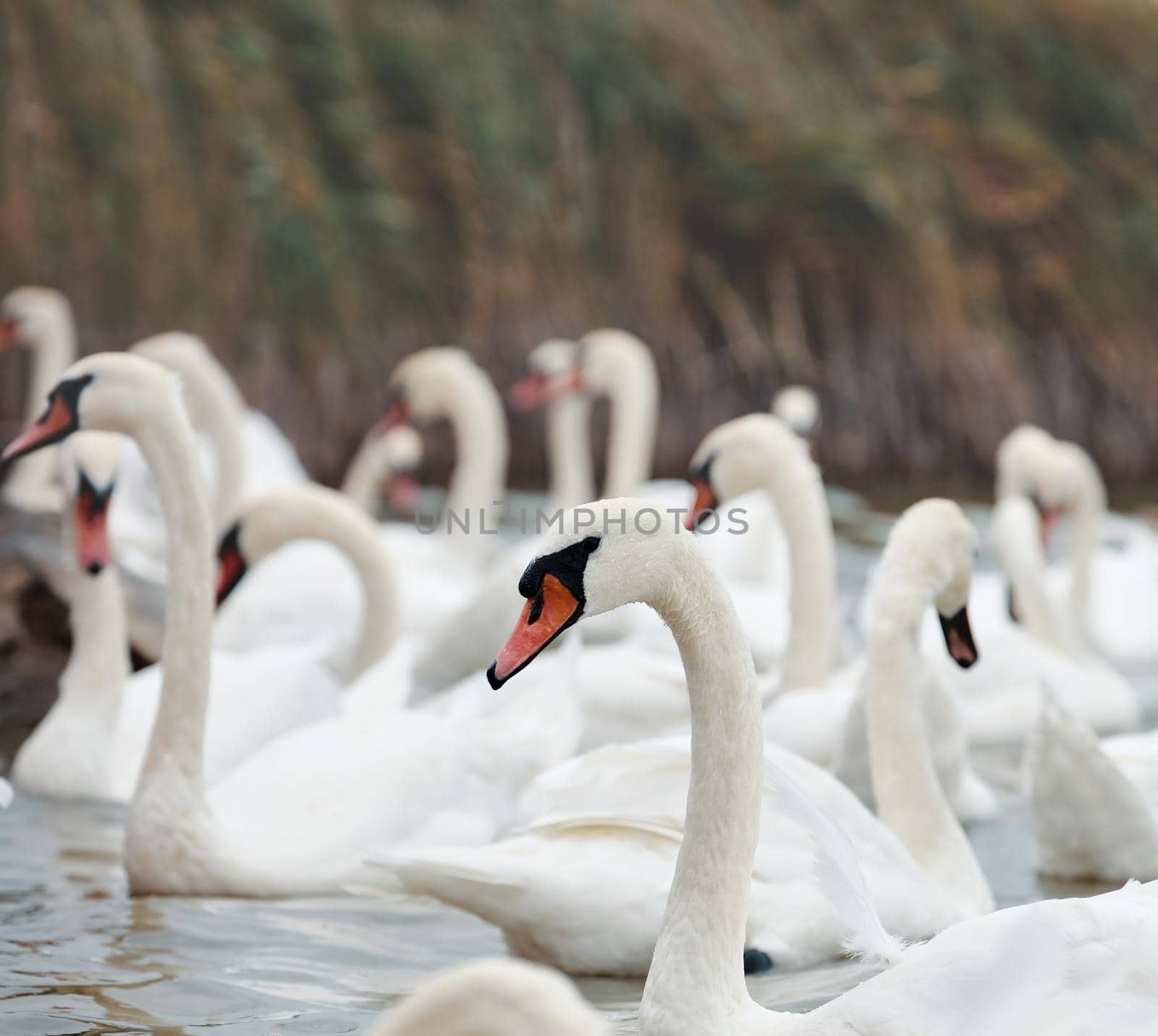 Portrait of beautiful Swan - Cygnus olor. Swans gather for wintering on the pond.