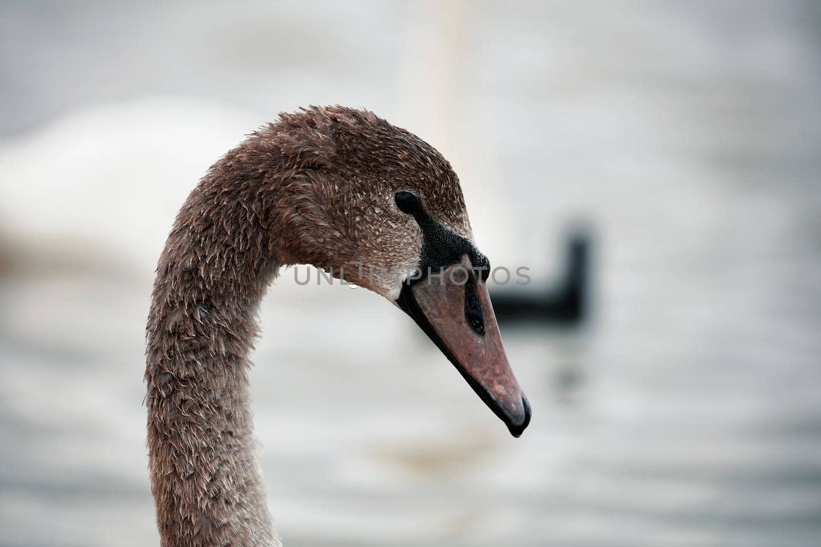 Portrait of beautiful Swan - Cygnus olor. Swans gather for wintering on the pond.