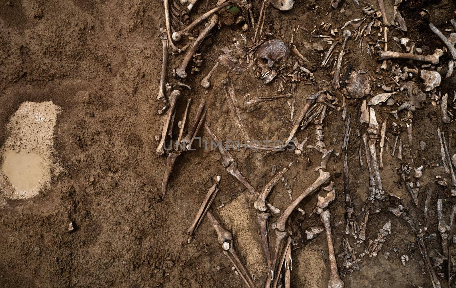 Top view of human remains in the ground. War crime scene. Site of a mass shooting of people. Human remains (bones of skeleton, skulls). Human remains of victims of the Nazis.