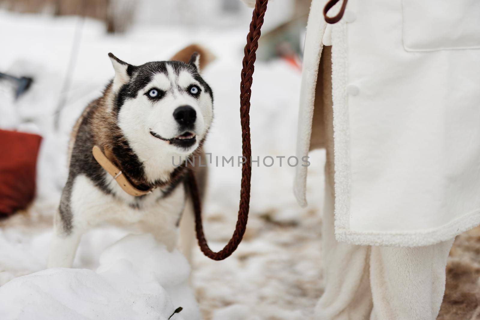 beautiful dog on a leash winter landscape walk friendship fresh air. High quality photo