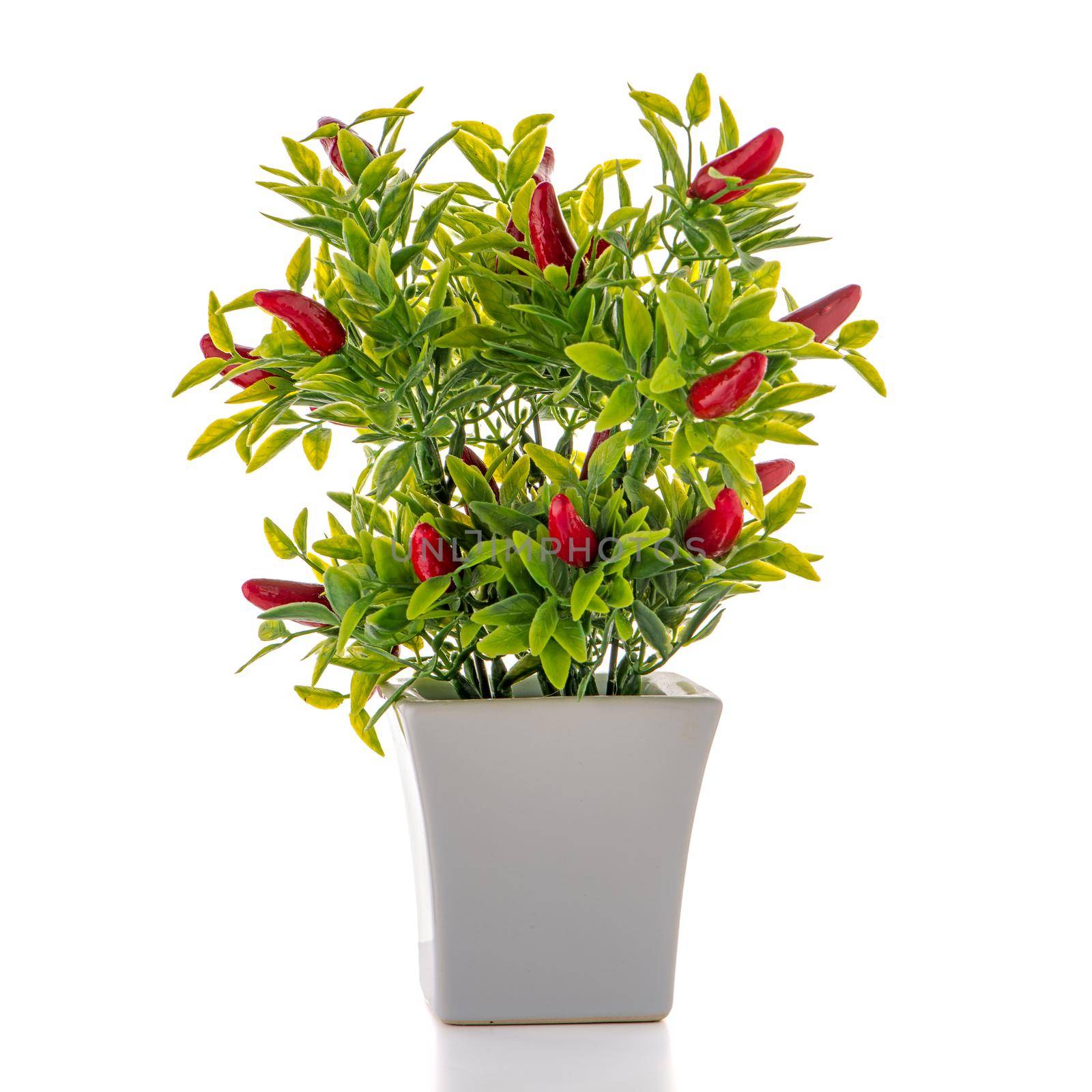 Small decorative chilli pepper plant by homydesign