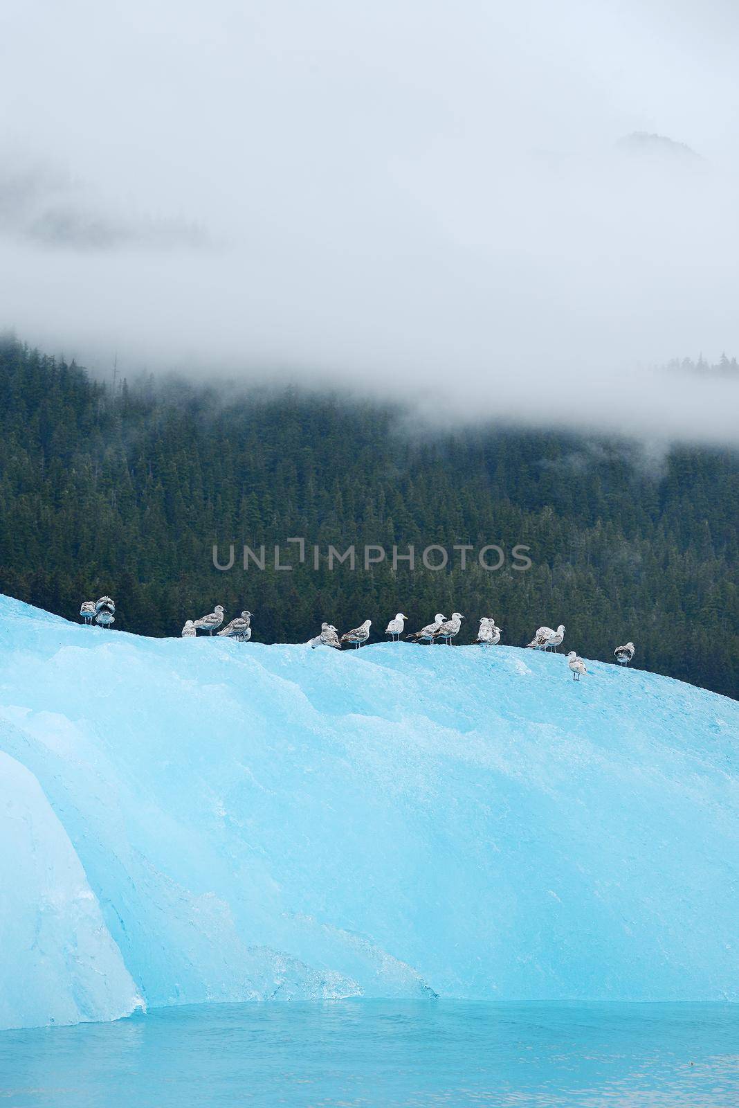 birds with blue iceberg floating in alaska