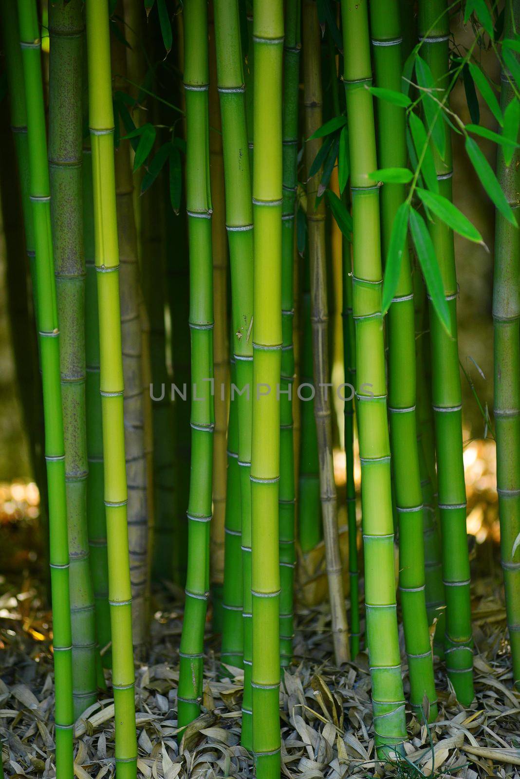 green bamboo grove