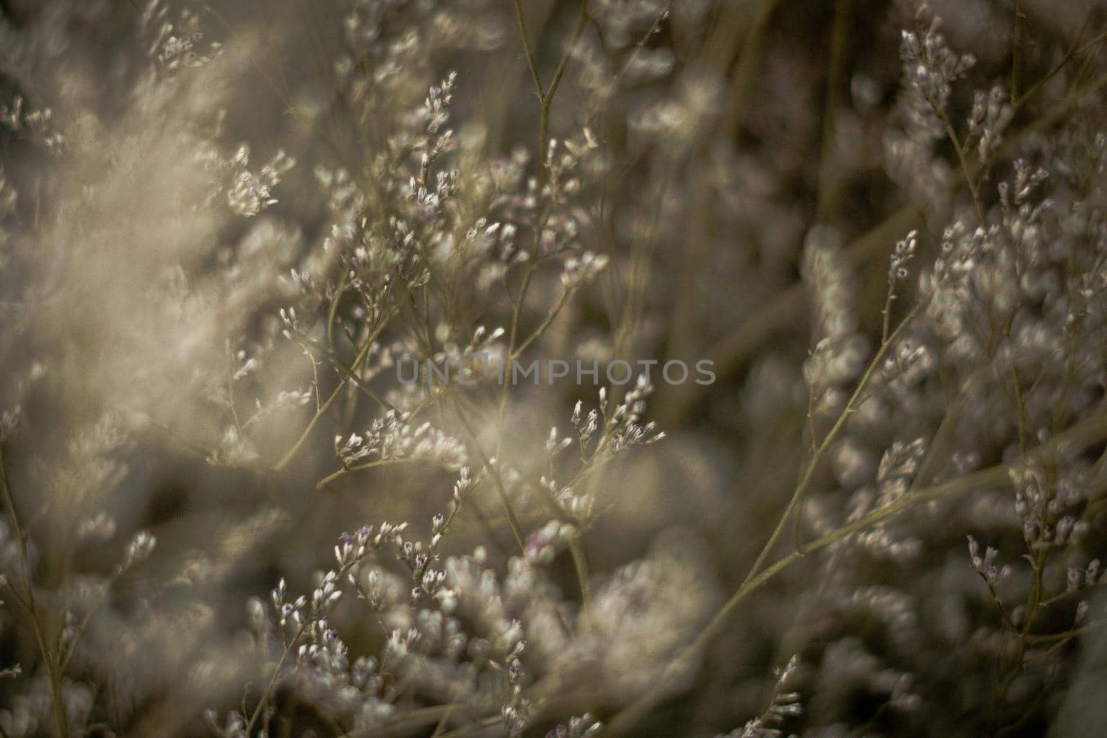 Contrast brown grey light. Abstract real nature photo background. Macro meadow field grass flower wheat herb. Seasons autumn winter spring summer tone stock collection. Blur vintage effect minimalism.