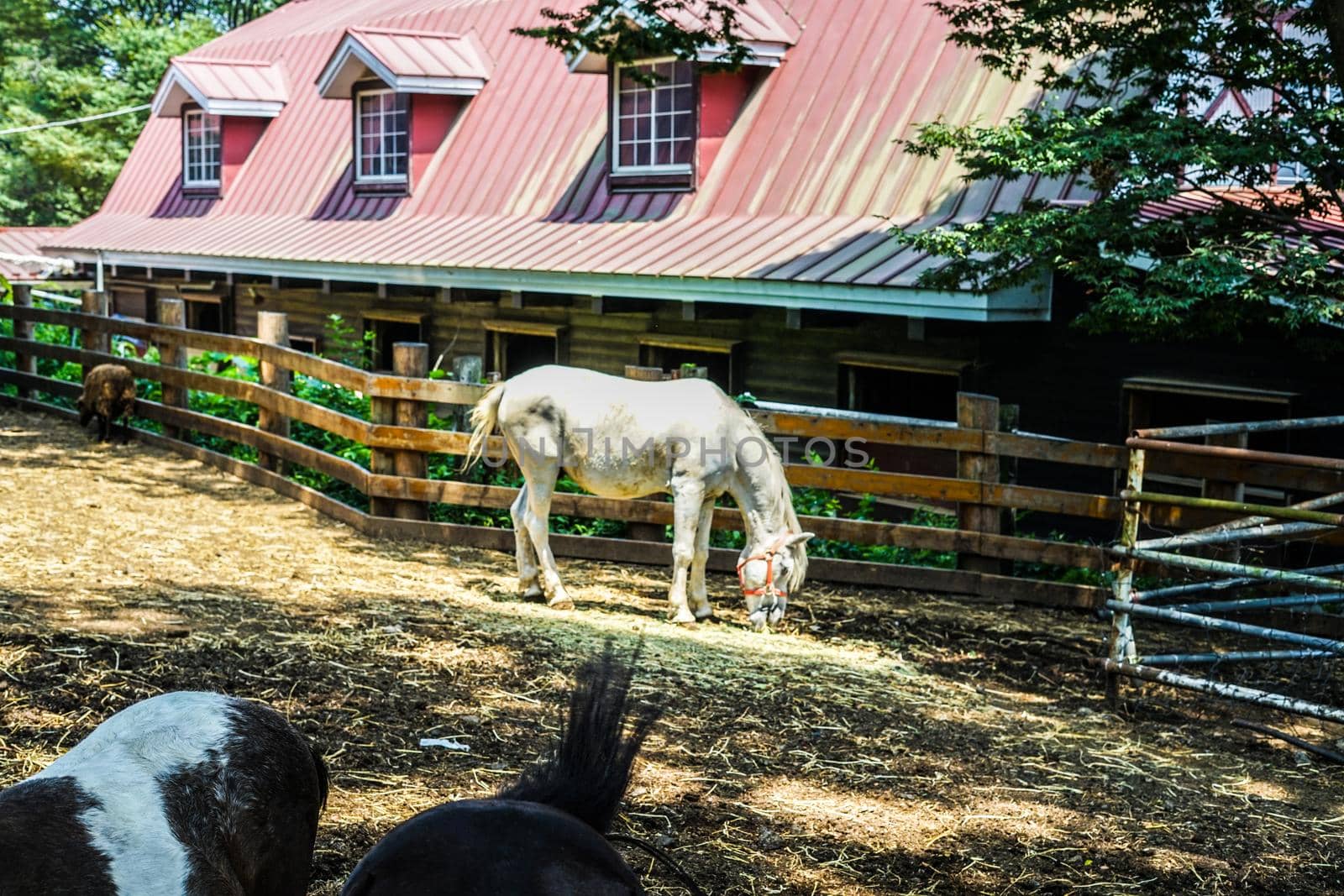 Image of ranch horse. Shooting Location: Yokohama-city kanagawa prefecture