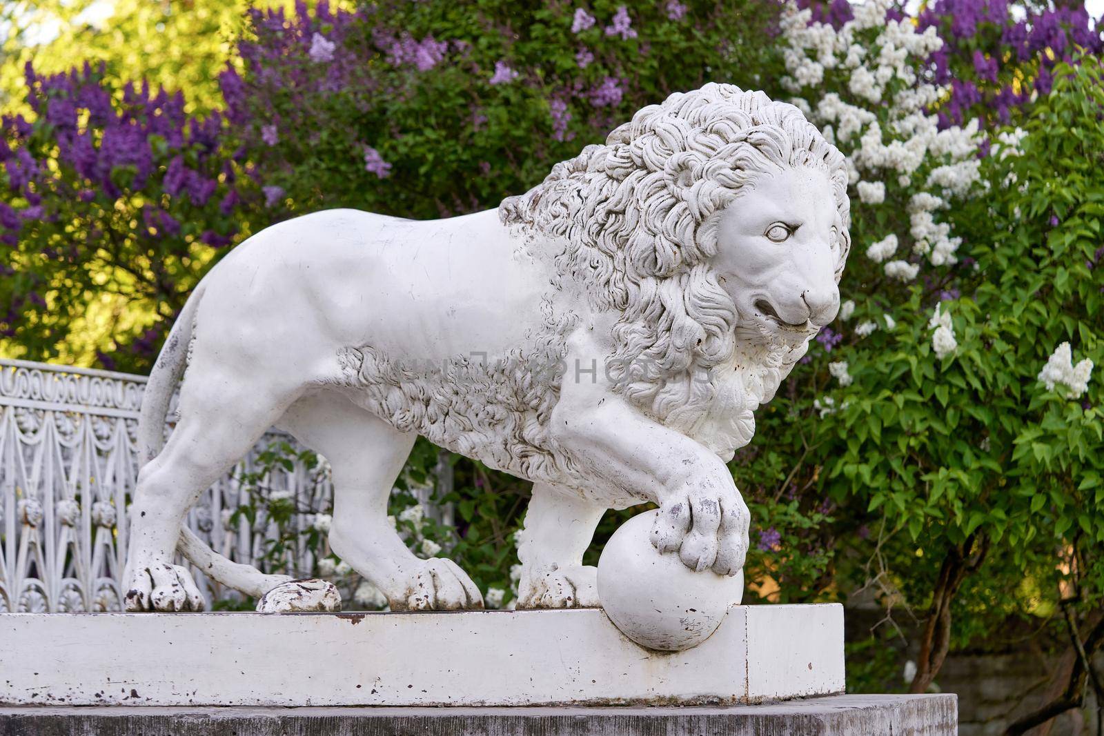 lion against the background of blooming lilacs of Elagin Palace of Petersburg by vizland