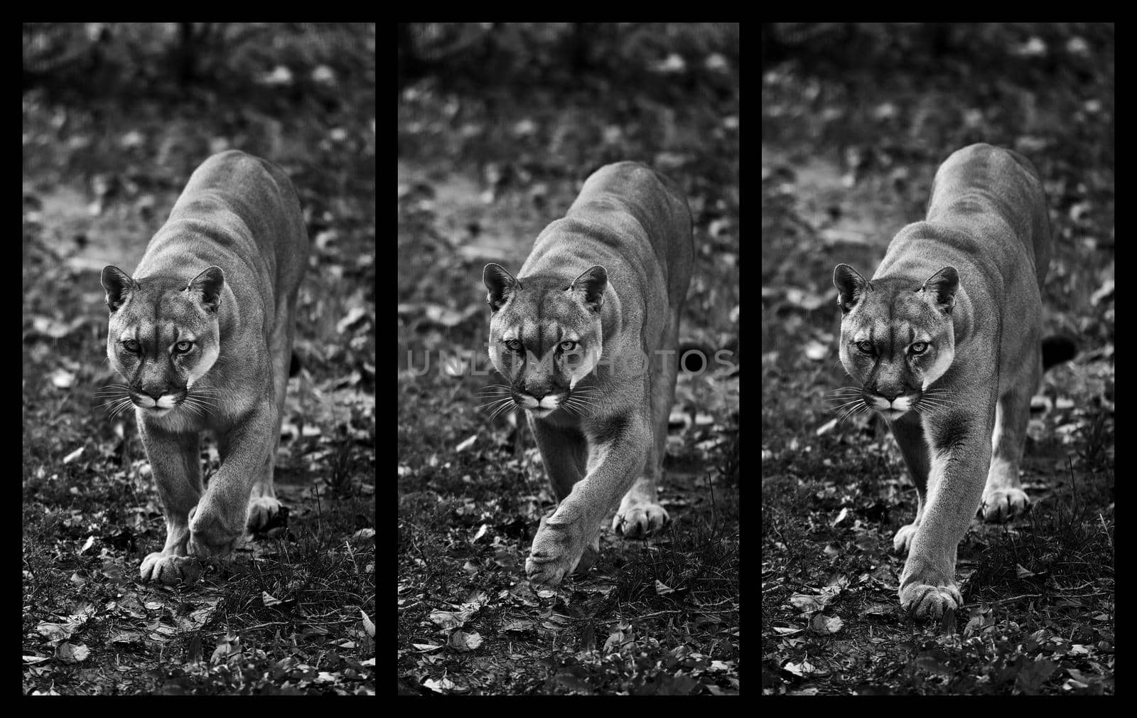 Portrait of Beautiful Puma in autumn forest, three frames in dynamics. American cougar - mountain lion, striking pose, scene in the woods. Wildlife America.