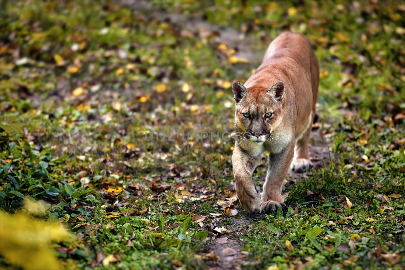 Portrait of Beautiful Puma in autumn forest. American cougar - mountain lion, striking pose, scene in the woods. Wildlife America.