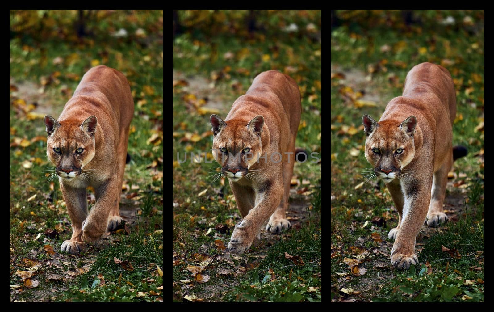 Portrait of Beautiful Puma in autumn forest, three frames in dynamics. American cougar - mountain lion, striking pose, scene in the woods. Wildlife America.