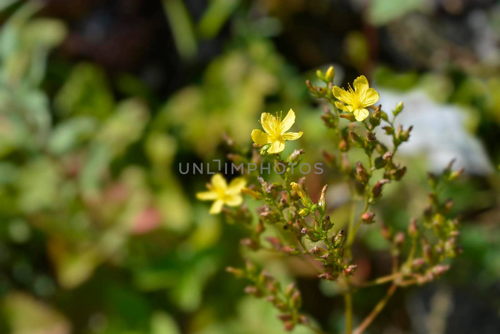 Mountain St Johns-wort by nahhan