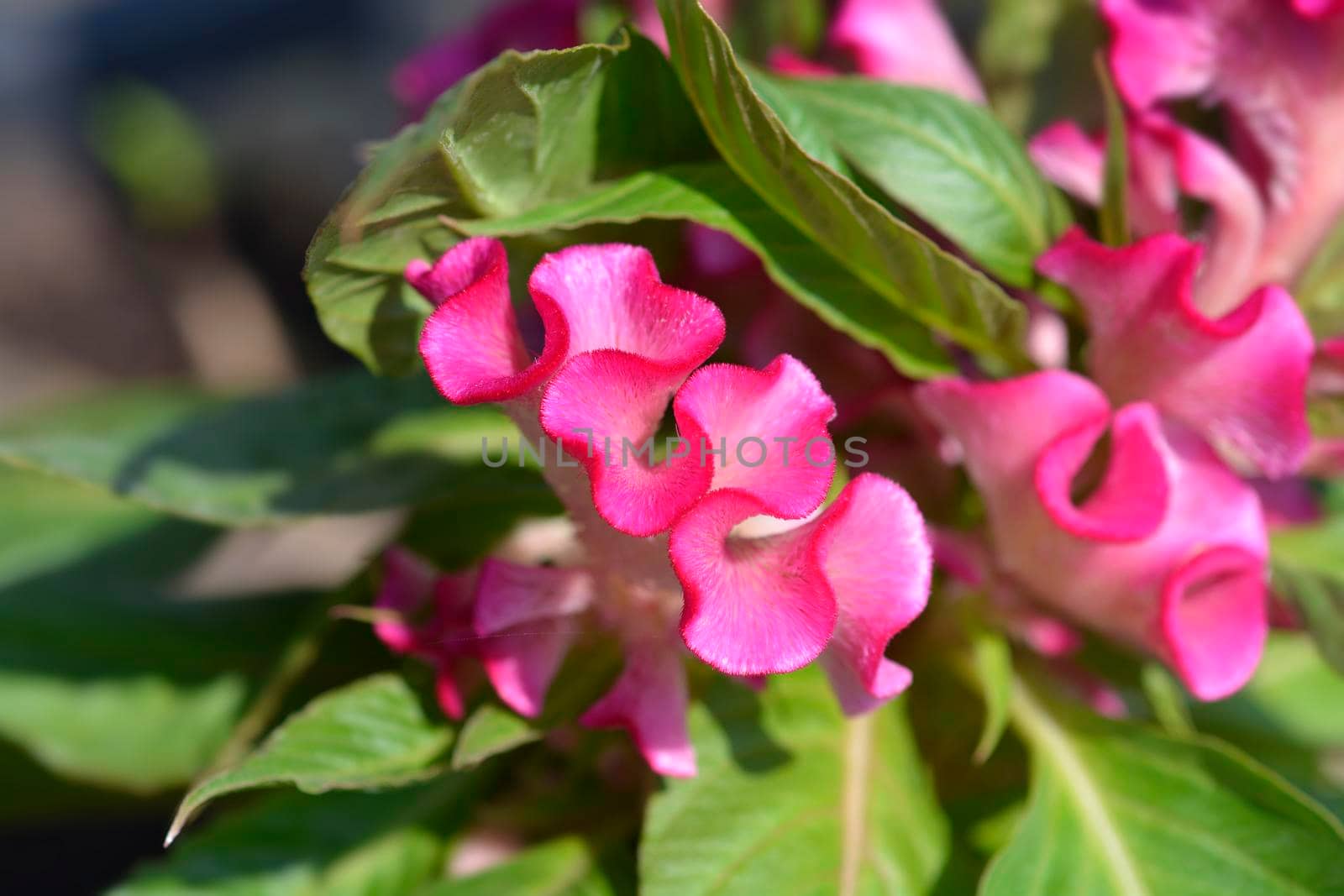 Cockscomb pink flower - Latin name - Celosia argentea var. cristata