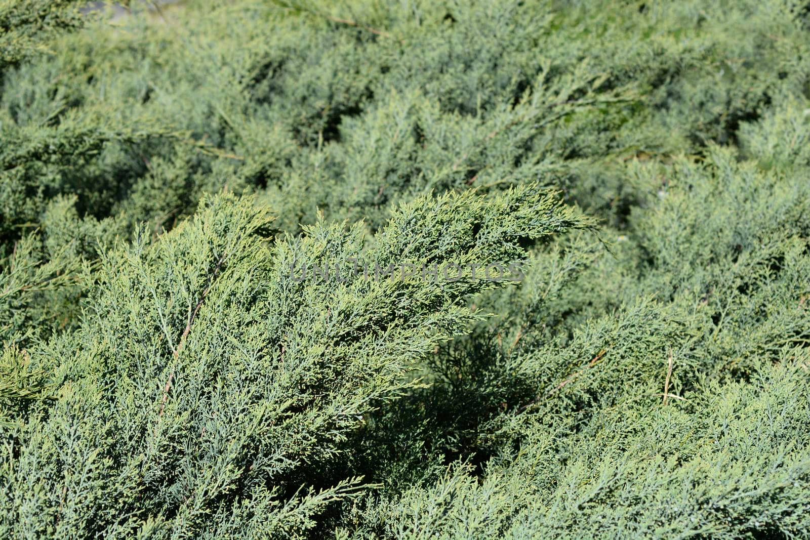 Juniper Hetzii branches - Latin name - Juniperus x pfitzeriana Hetzii