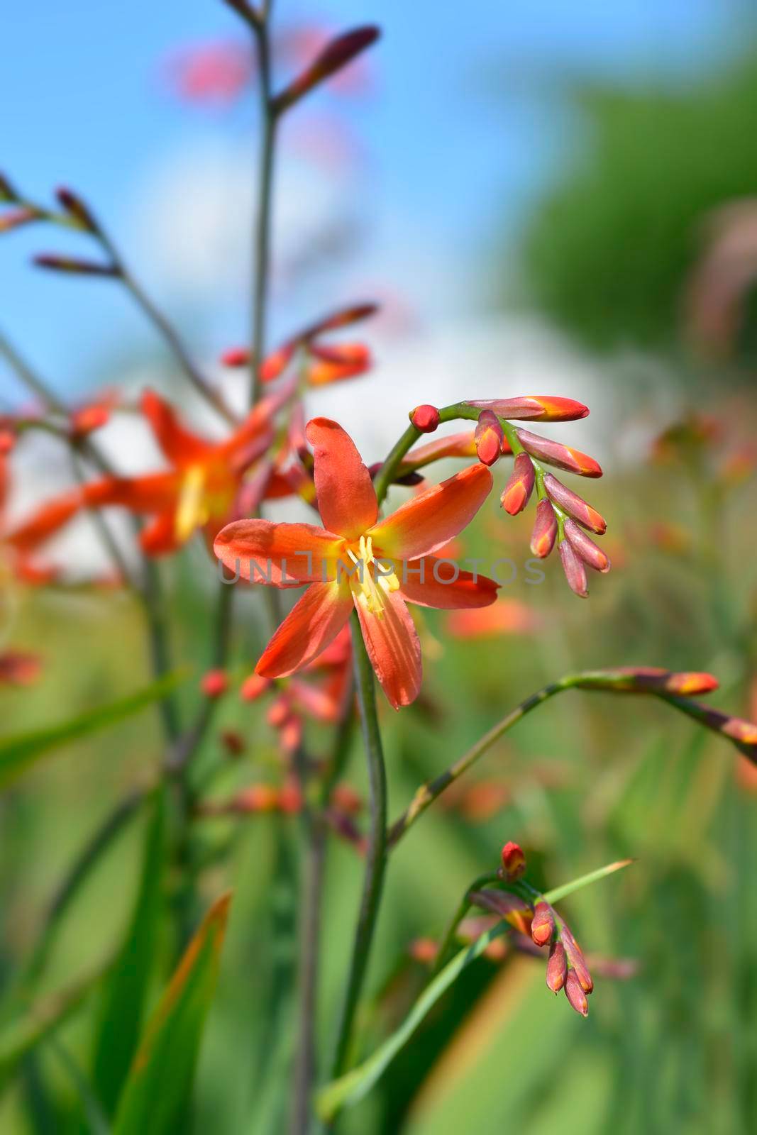 Montbretia Carmin Brilliant flowers - Latin name - Crocosmia x crocosmiiflora Carmin Brilliant