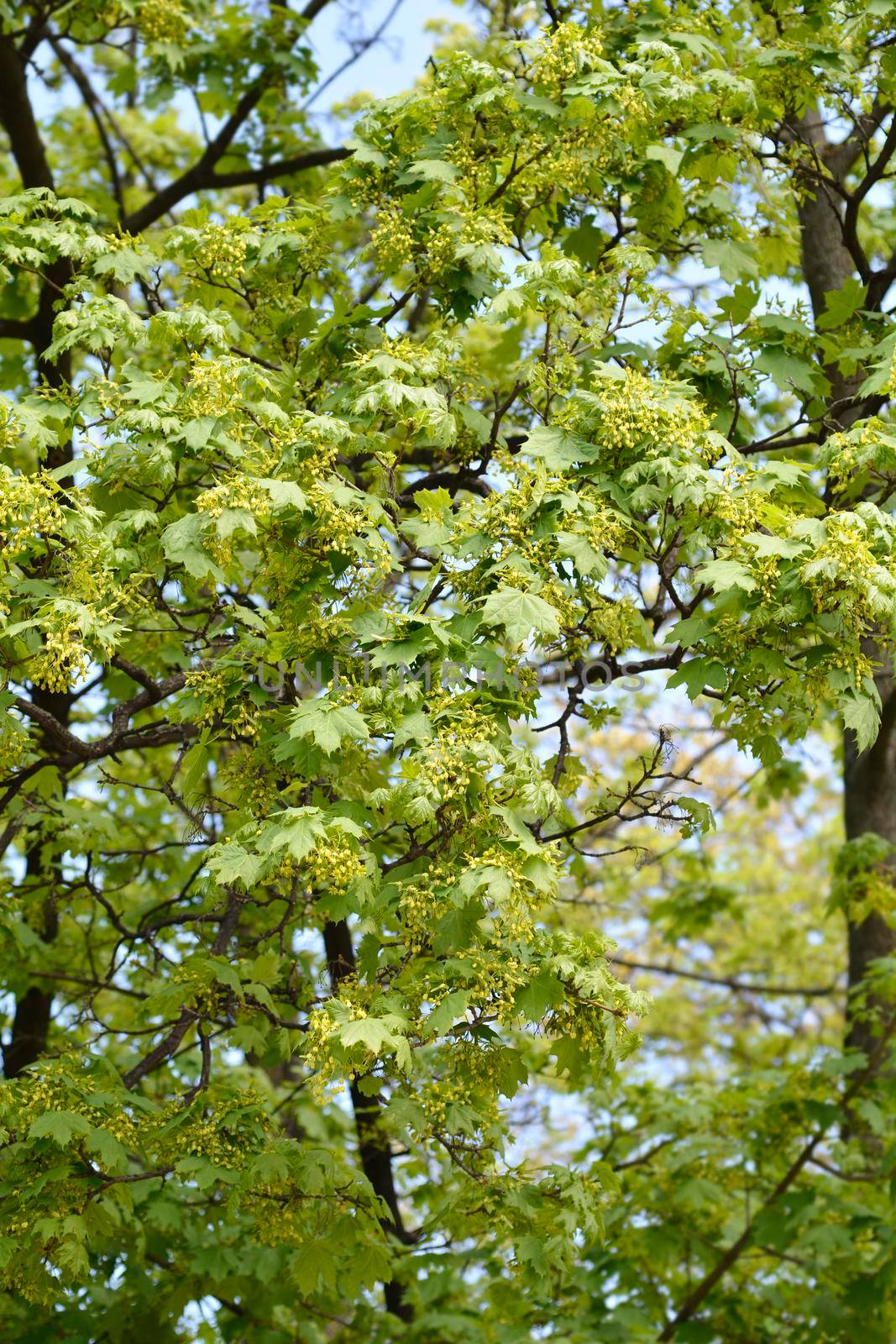 Norway maple branches with flowers - Latin name - Acer platanoides