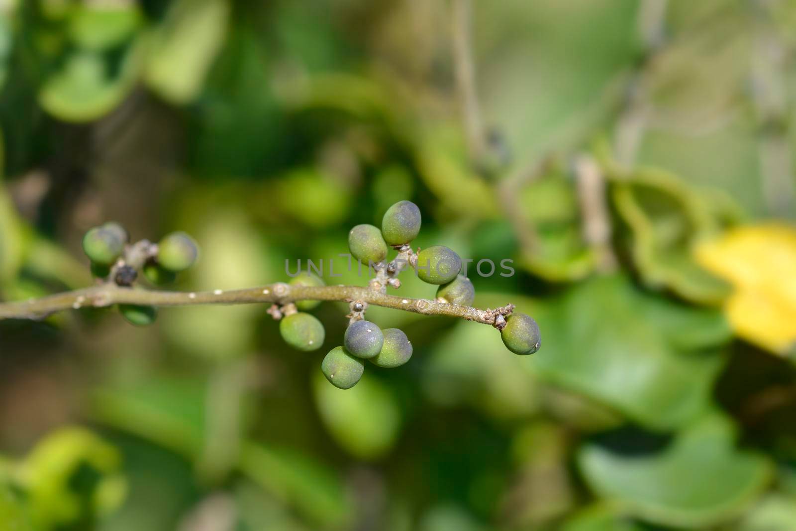 Japanese privet Rotundifolium fruit - Latin name - Ligustrum japonicum Rotundifolium