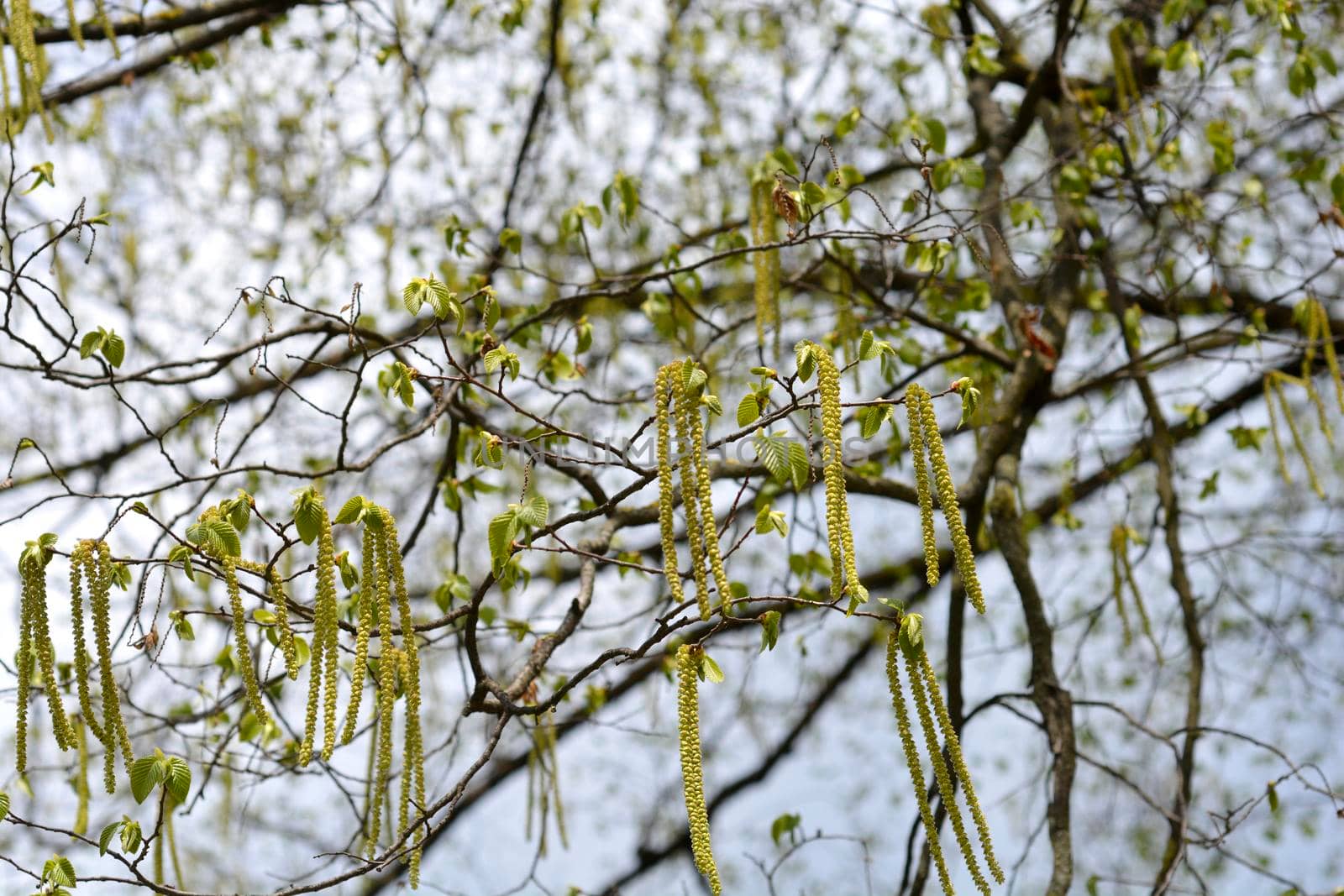 European hop hornbeam by nahhan