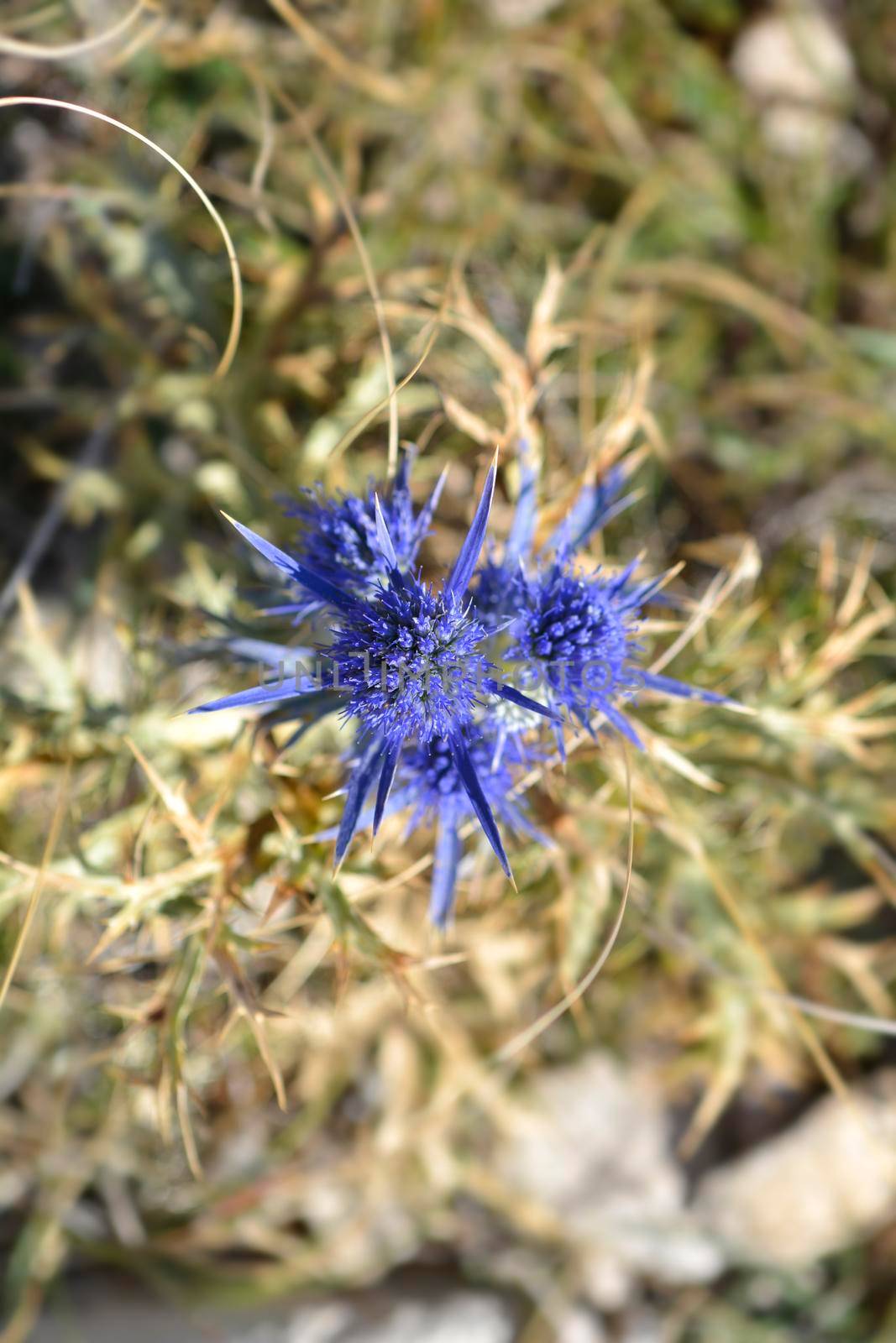 Amethyst eryngo flower - Latin name - Eryngium amethystinum