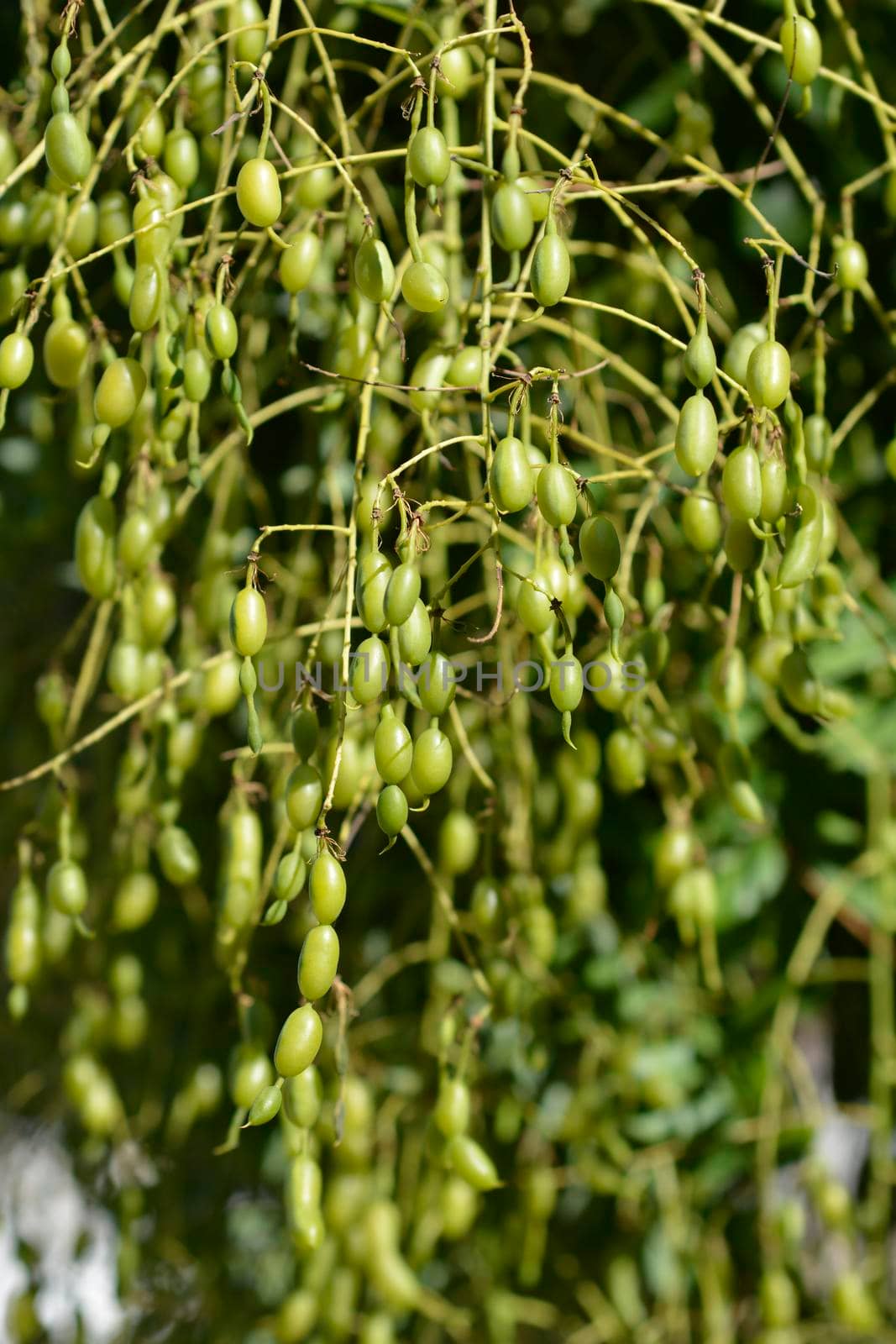 Weeping Japanese pagoda tree by nahhan