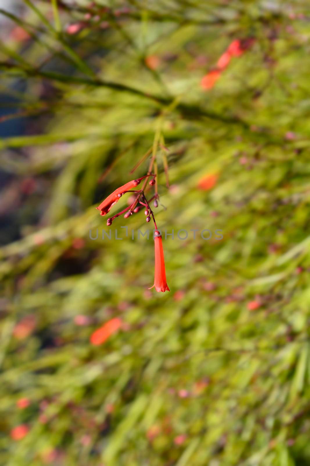 Firecracker plant by nahhan