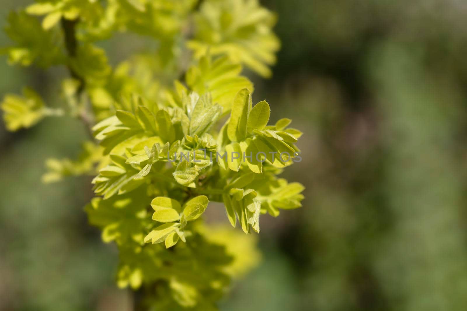 Siberian Pea Shrub branch with new leaves - Latin name - Caragana arborescens