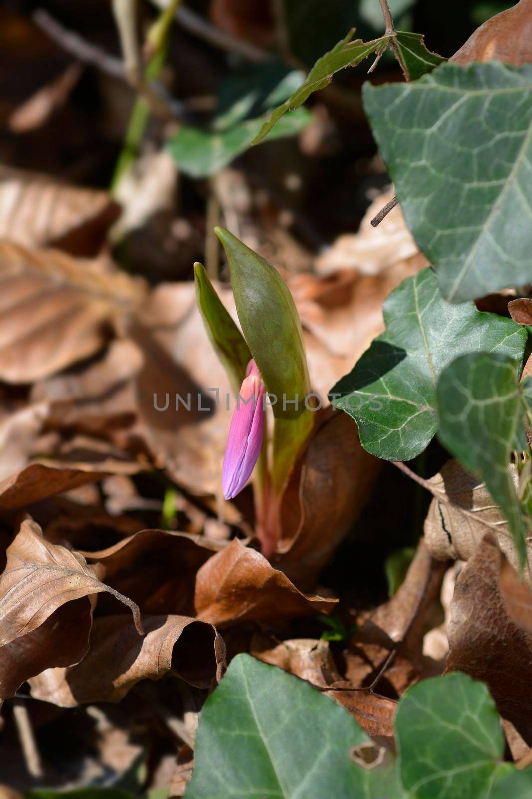 Dogs tooth violet flower bud - Latin name - Erythronium dens-canis