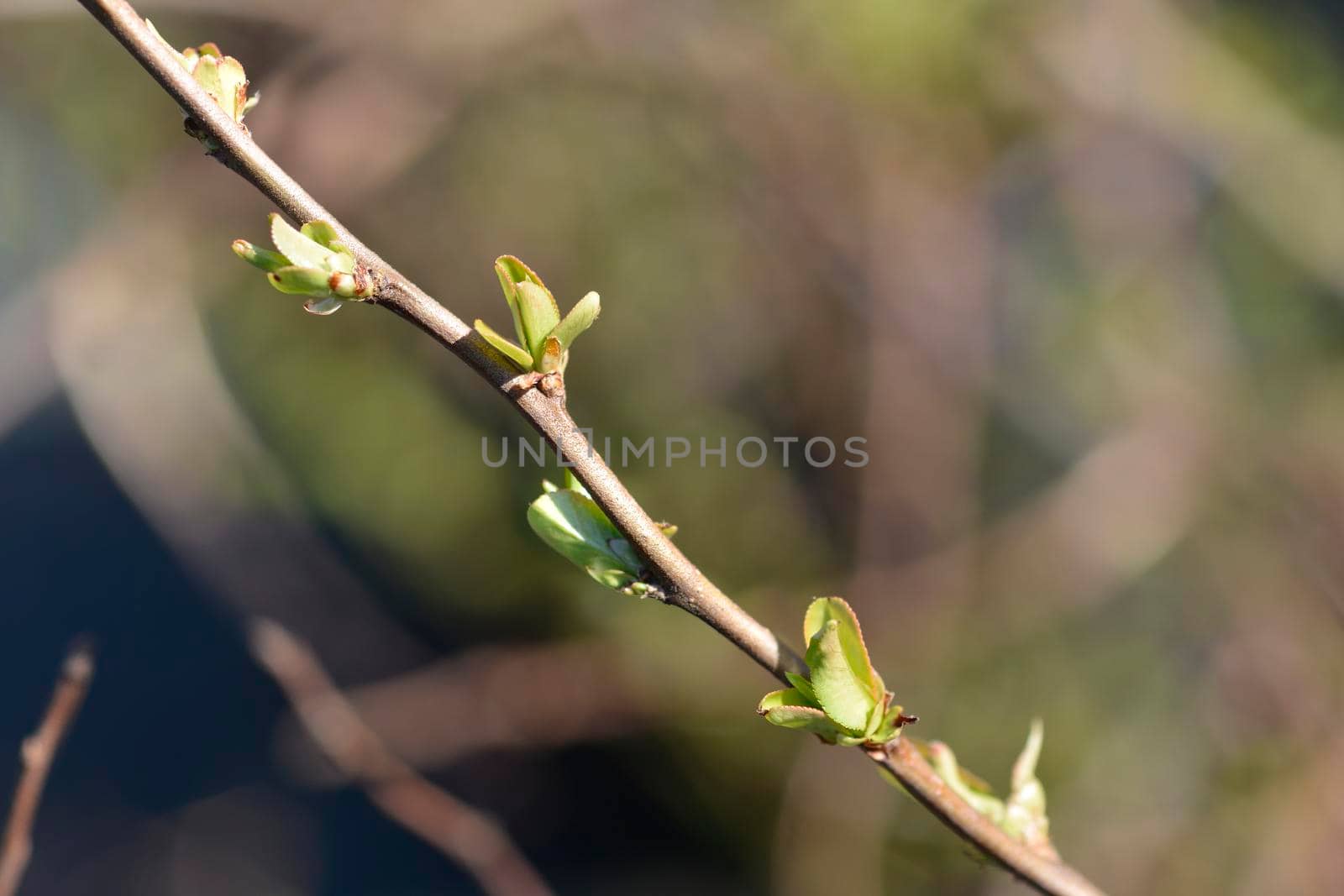 Japanese Quince Cameo by nahhan