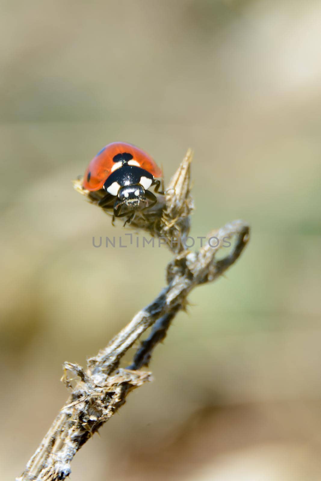 Seven-spot ladybird Coccinella septempunctata on top of dry thorn