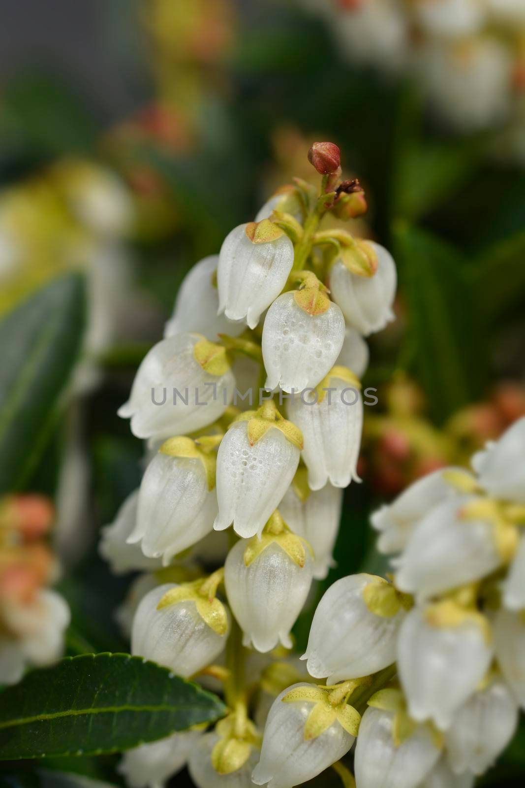 Japanese andromeda flowers - Latin name - Pieris japonica