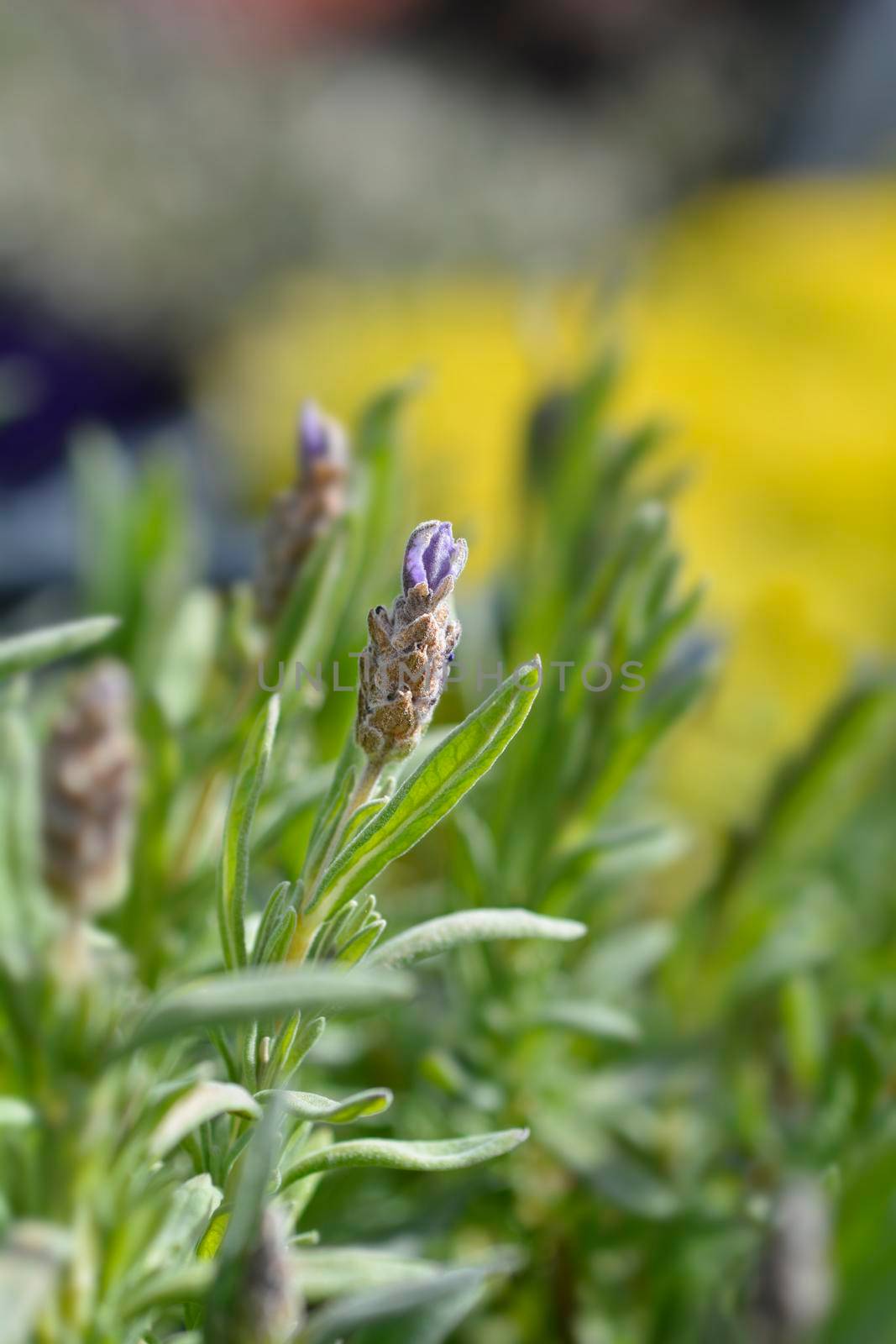Butterfly lavender flower bud - Latin name - Lavandula stoechas