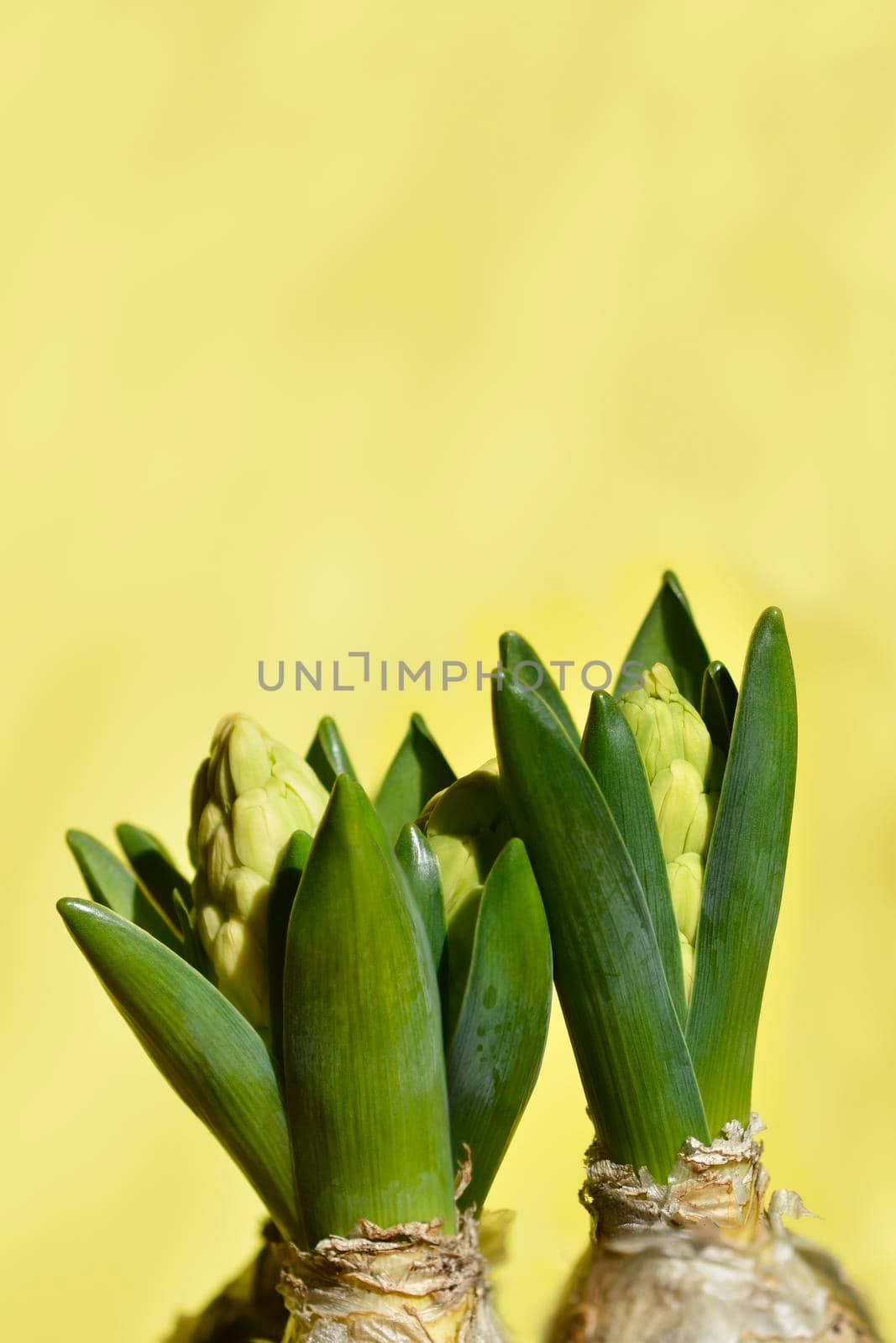 Common hyacinth yellow flower buds - Latin name - Hyacinthus orientalis