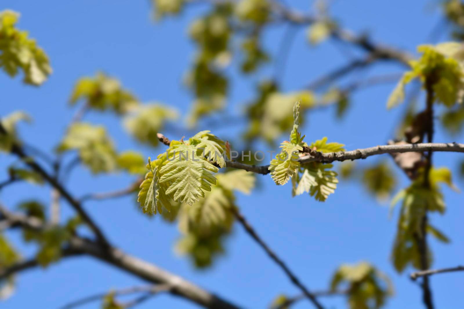 Northern red oak branches with new leaves - Latin name - Quercus rubra