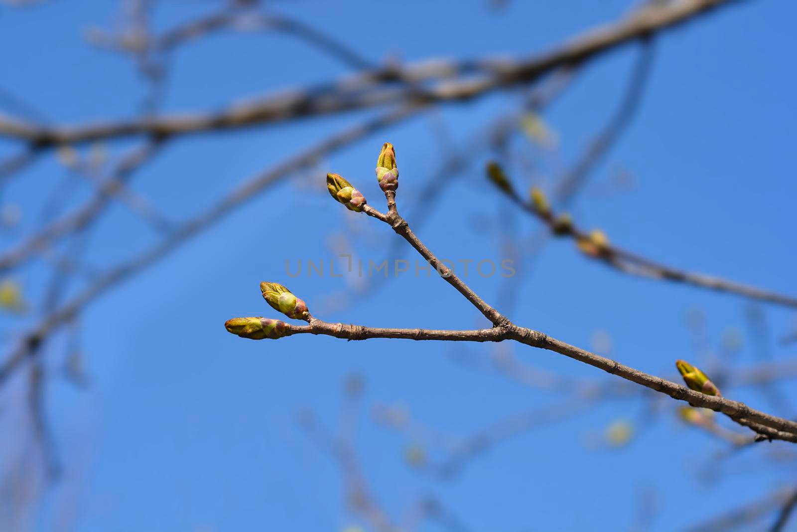 Norway maple by nahhan