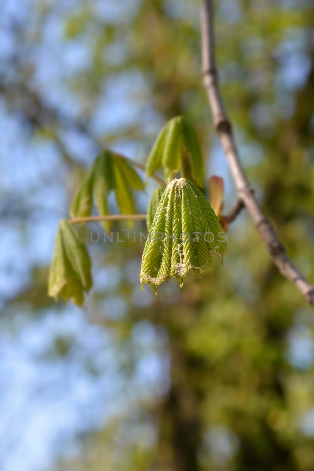 Common horse chestnut new leaves - Latin name - Aesculus hippocastanum