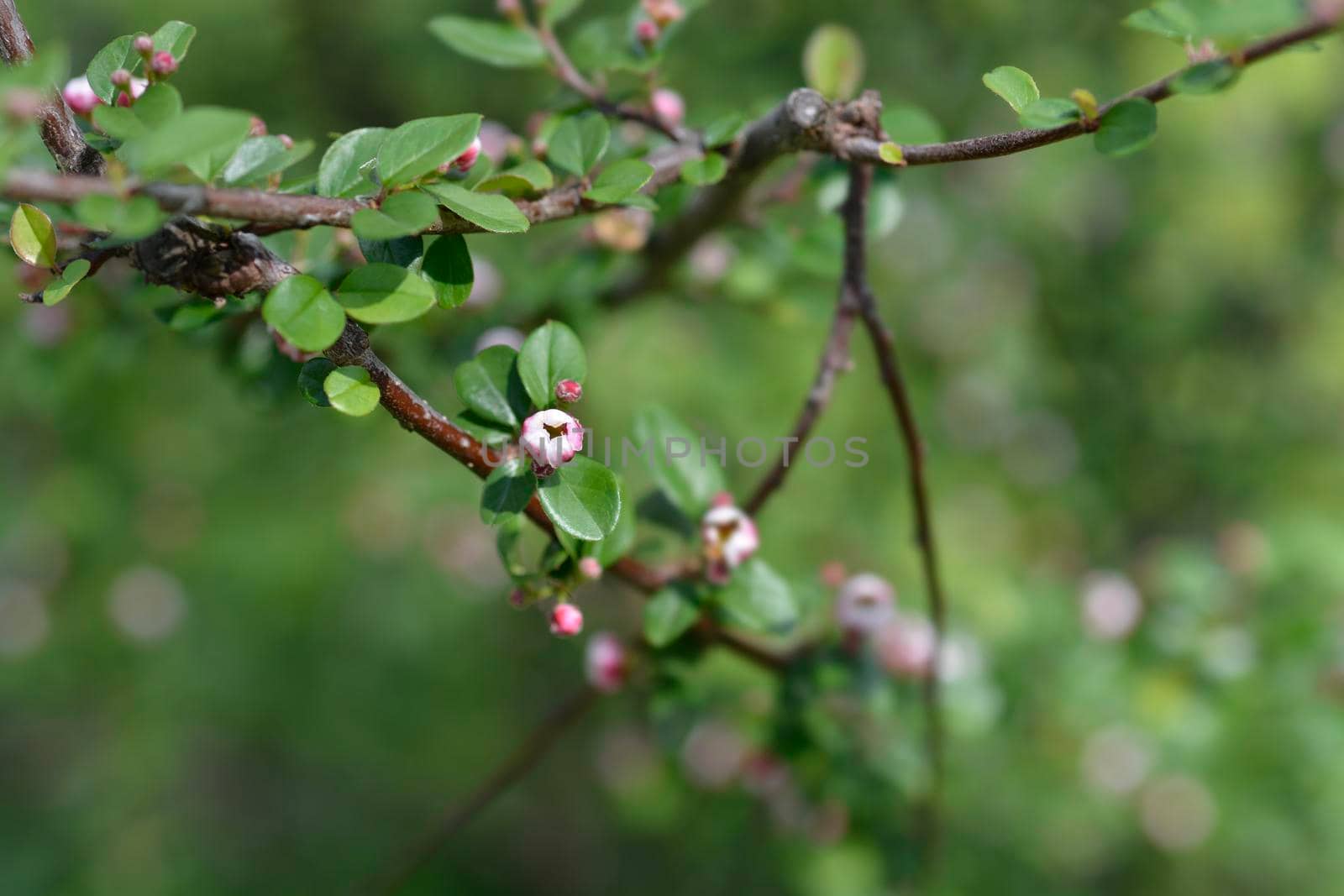 Few-flowered cotoneaster branch with flowers - Latin name - Cotoneaster nitens