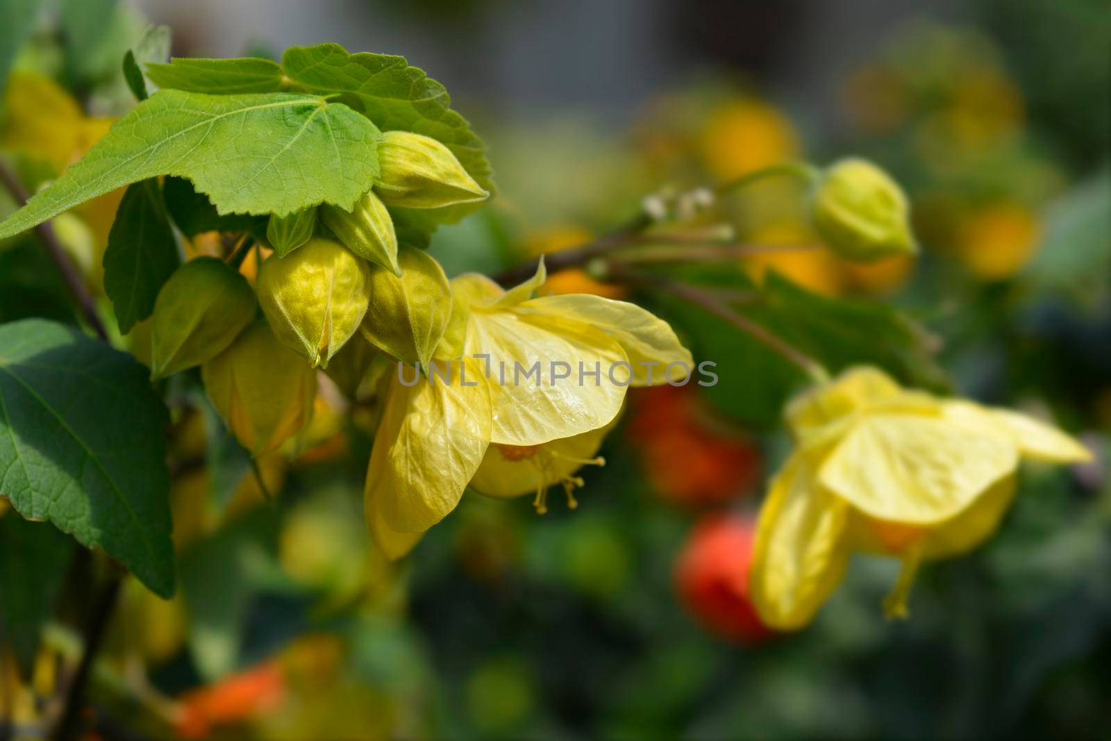 Chinese lantern yellow flower buds - Latin name - Abutilon hybrids