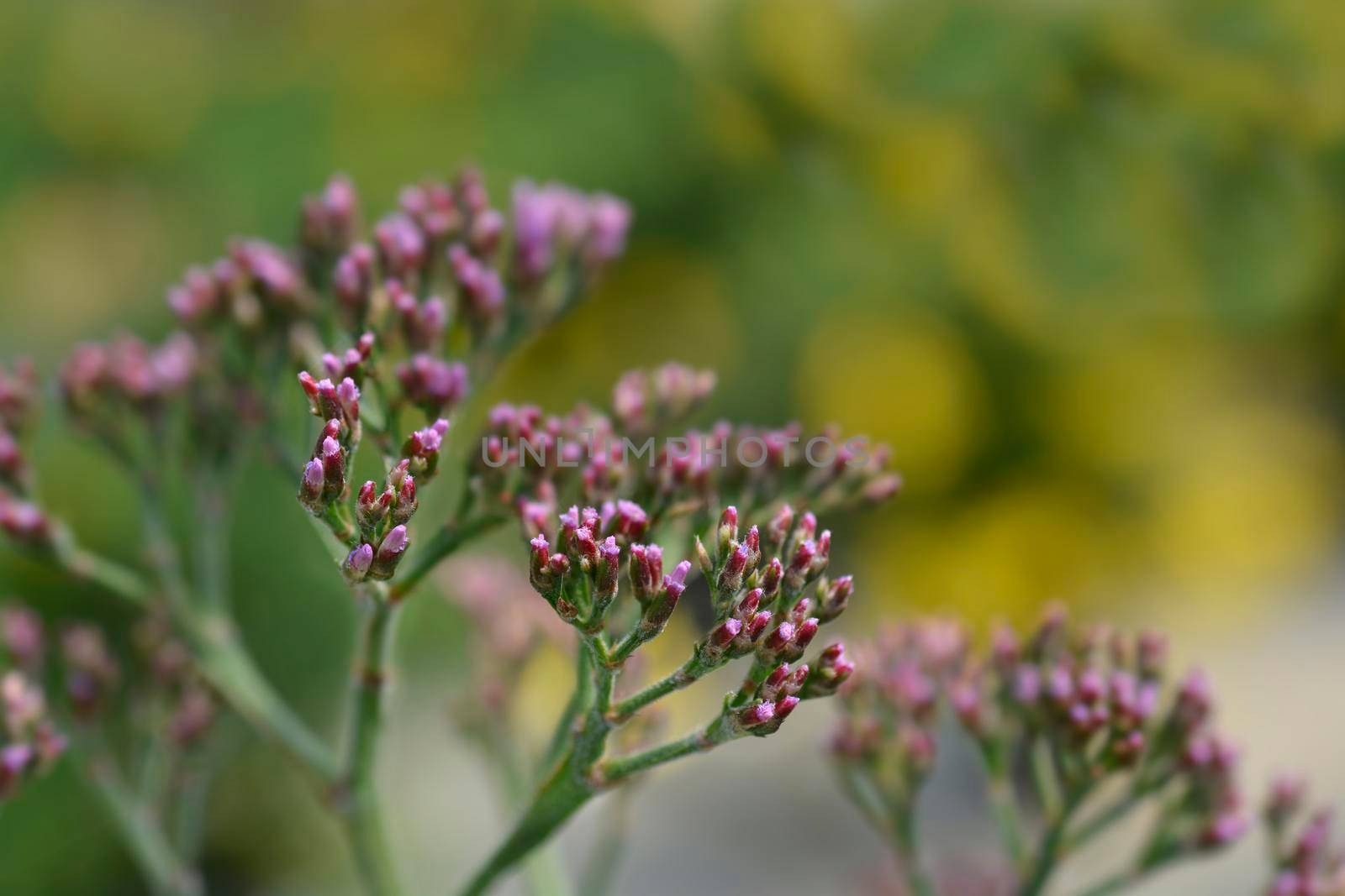 Salt Lake Sea Lavander flower buds - Latin name - Limonium Salt Lake