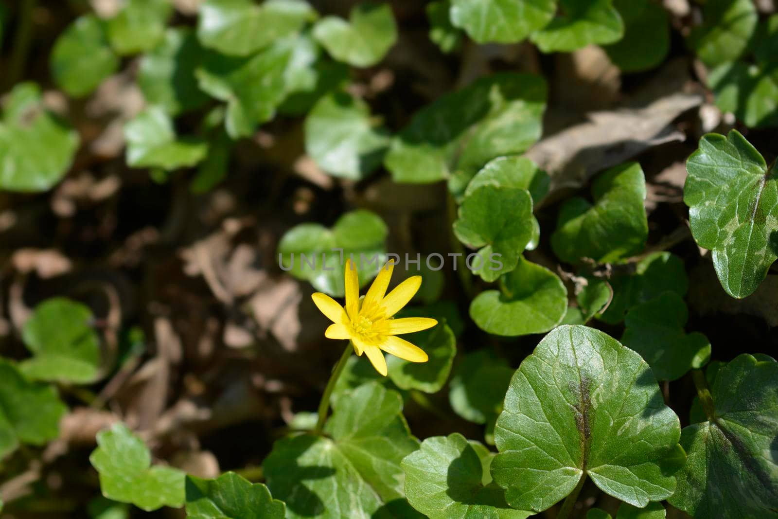 Lesser celandine flower - Latin name - Ficaria verna