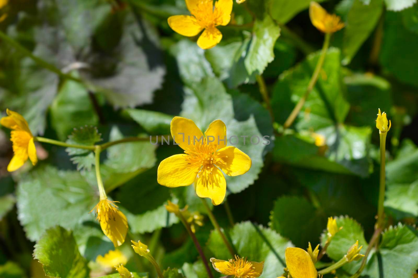 Marsh Marigold flowers - Latin name - Caltha palustris