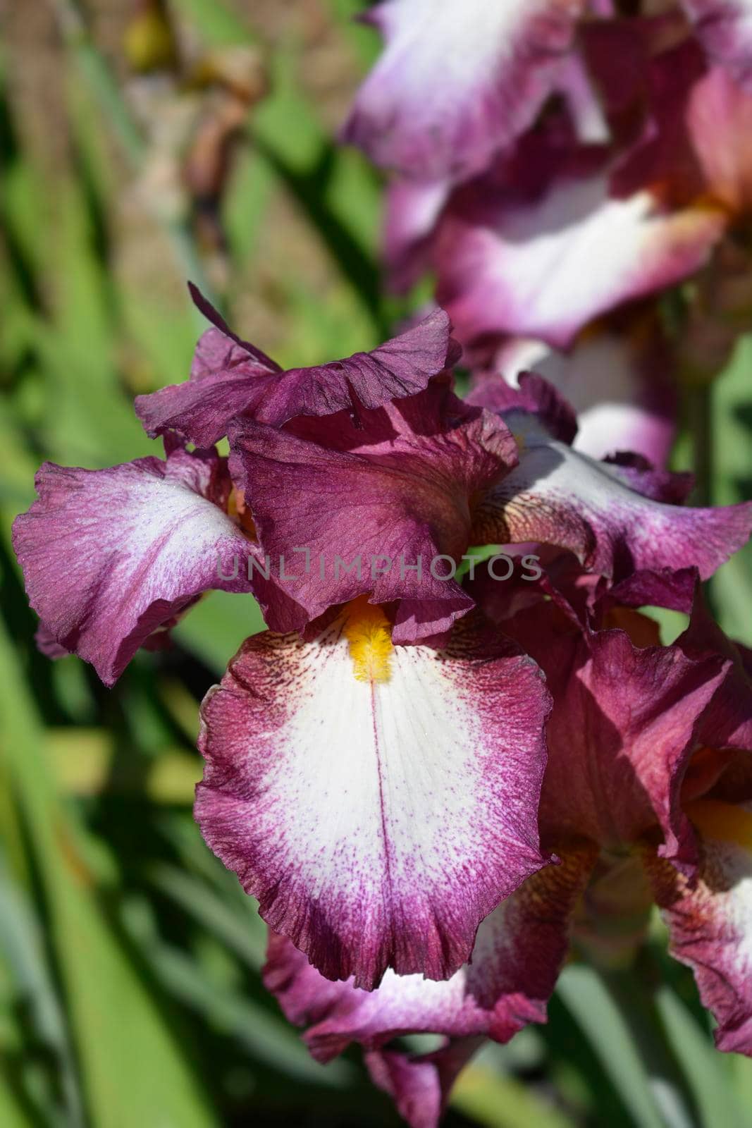 Tall bearded iris Crinoline flower - Latin name - Iris barbata elatior Crinoline