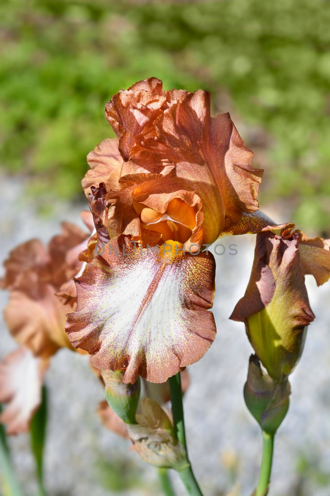 Tall bearded iris Wild Ginger flowers - Latin name - Iris barbata elatior Wild Ginger