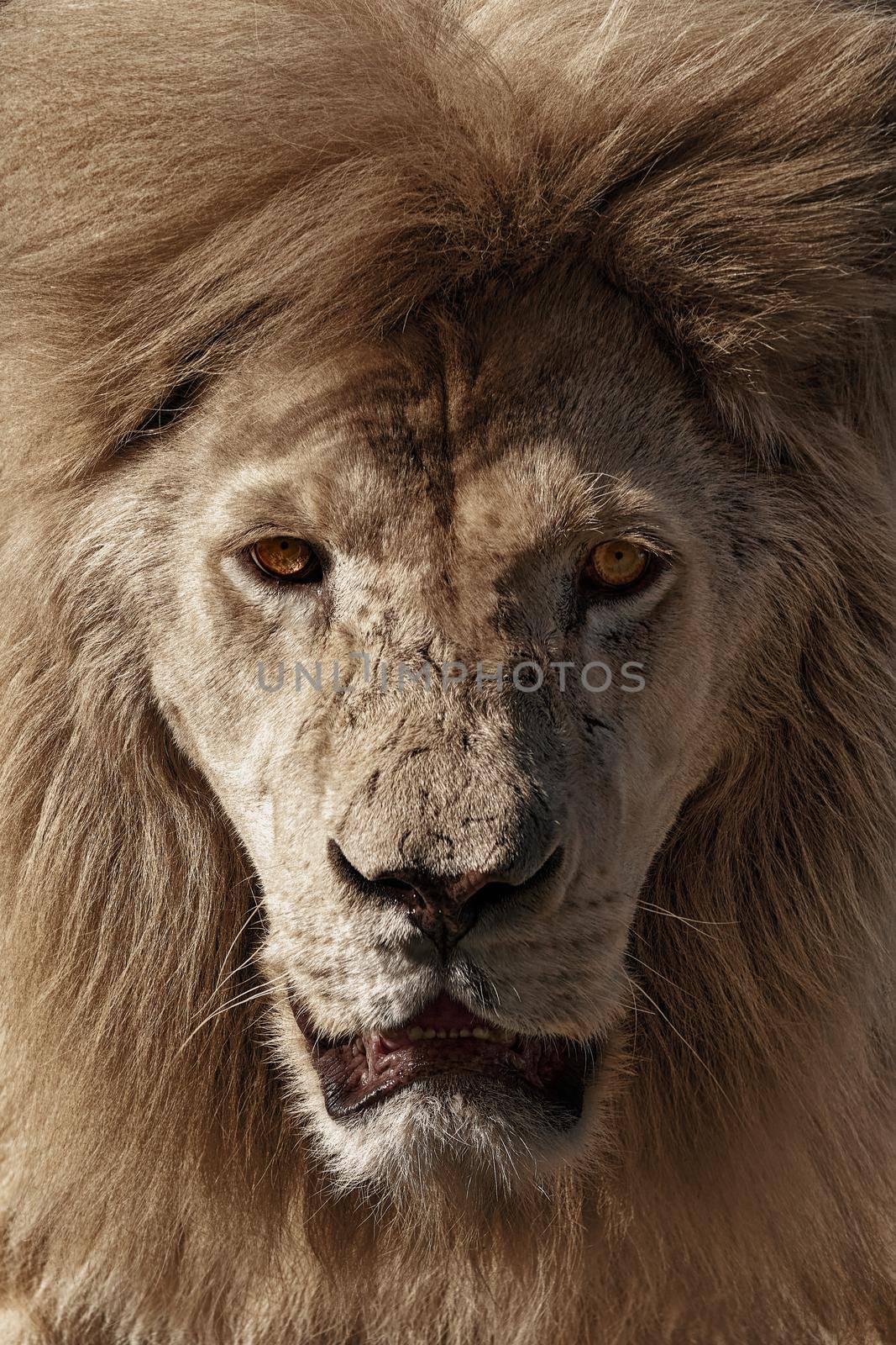 Portrait of a Beautiful lion.